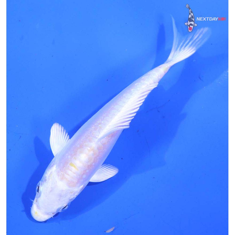 3” Imported Doitsu Lemon Hariwake
