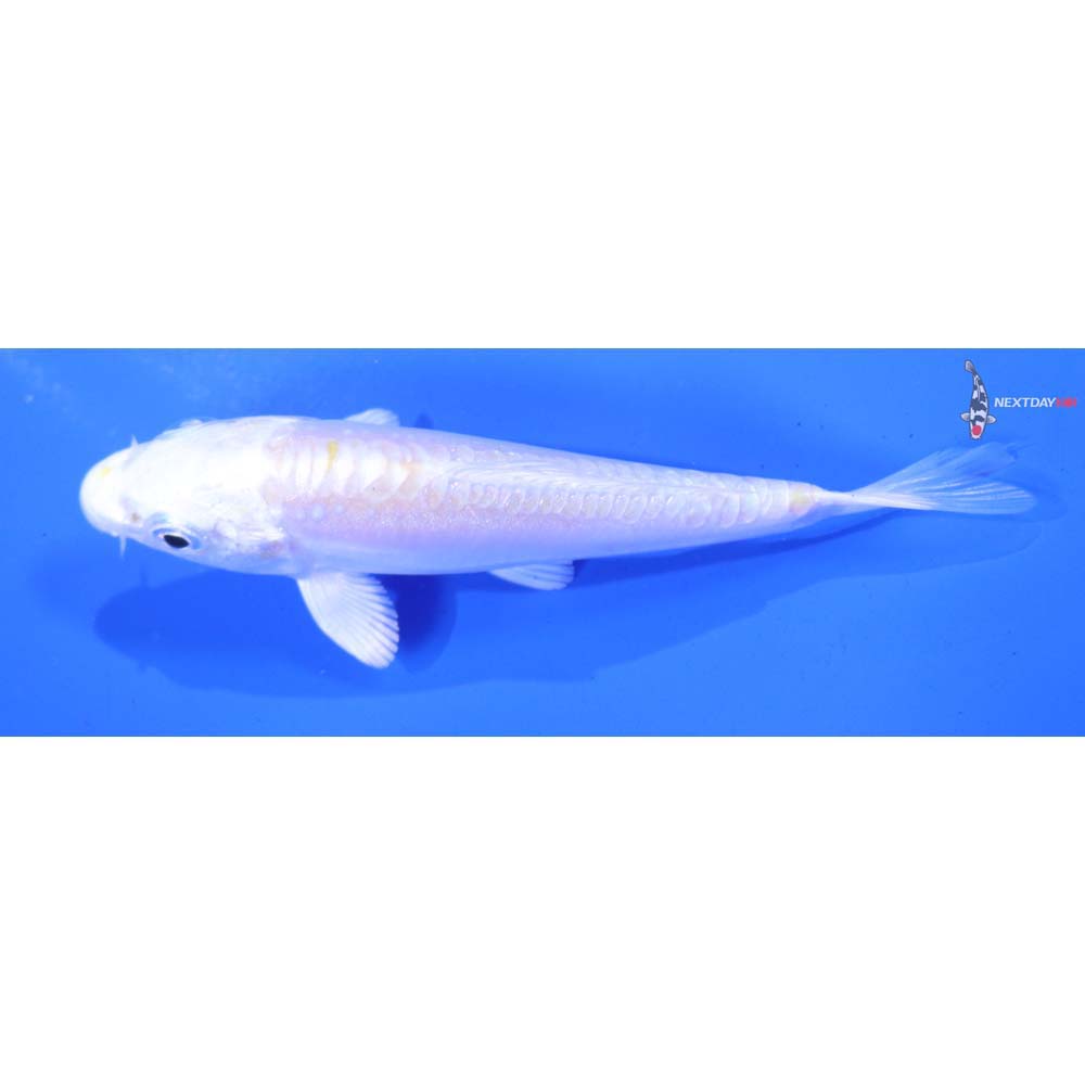 3” Imported Doitsu Lemon Hariwake