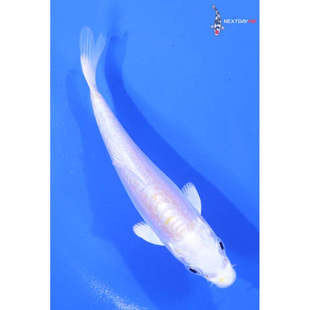 3” Imported Doitsu Lemon Hariwake