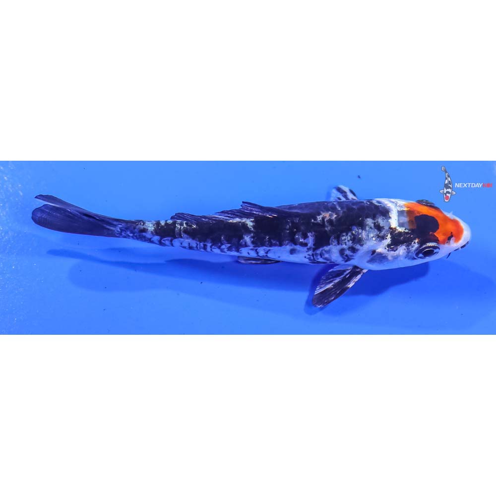 3.5” Imported Yamato Nishiki