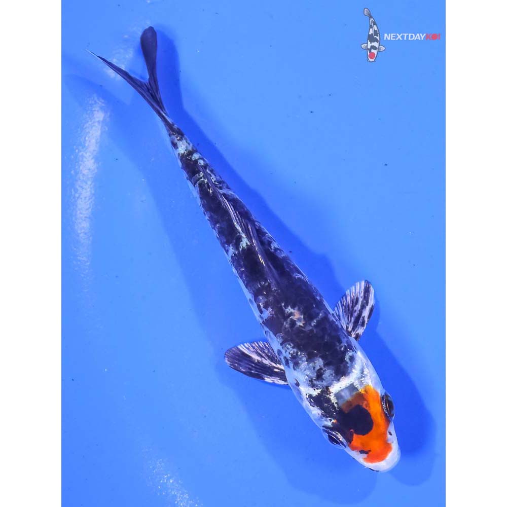 3.5” Imported Yamato Nishiki