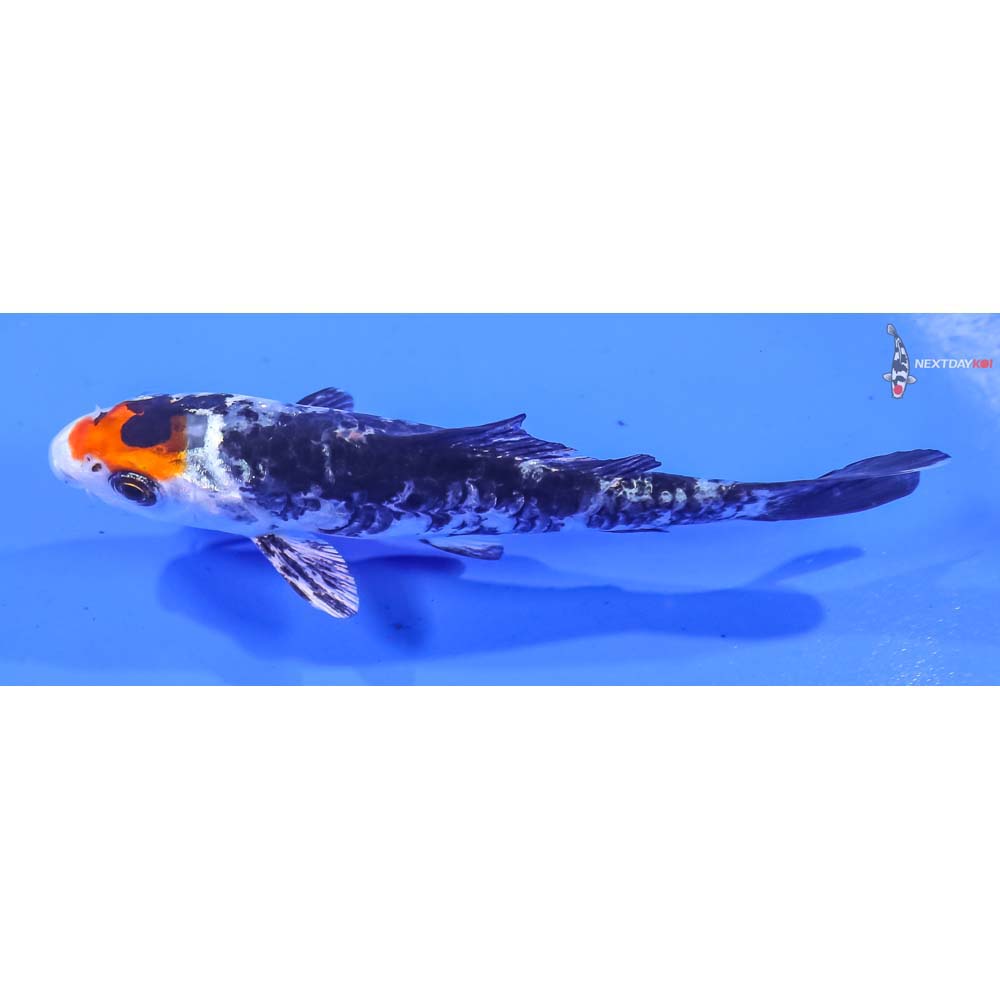 3.5” Imported Yamato Nishiki