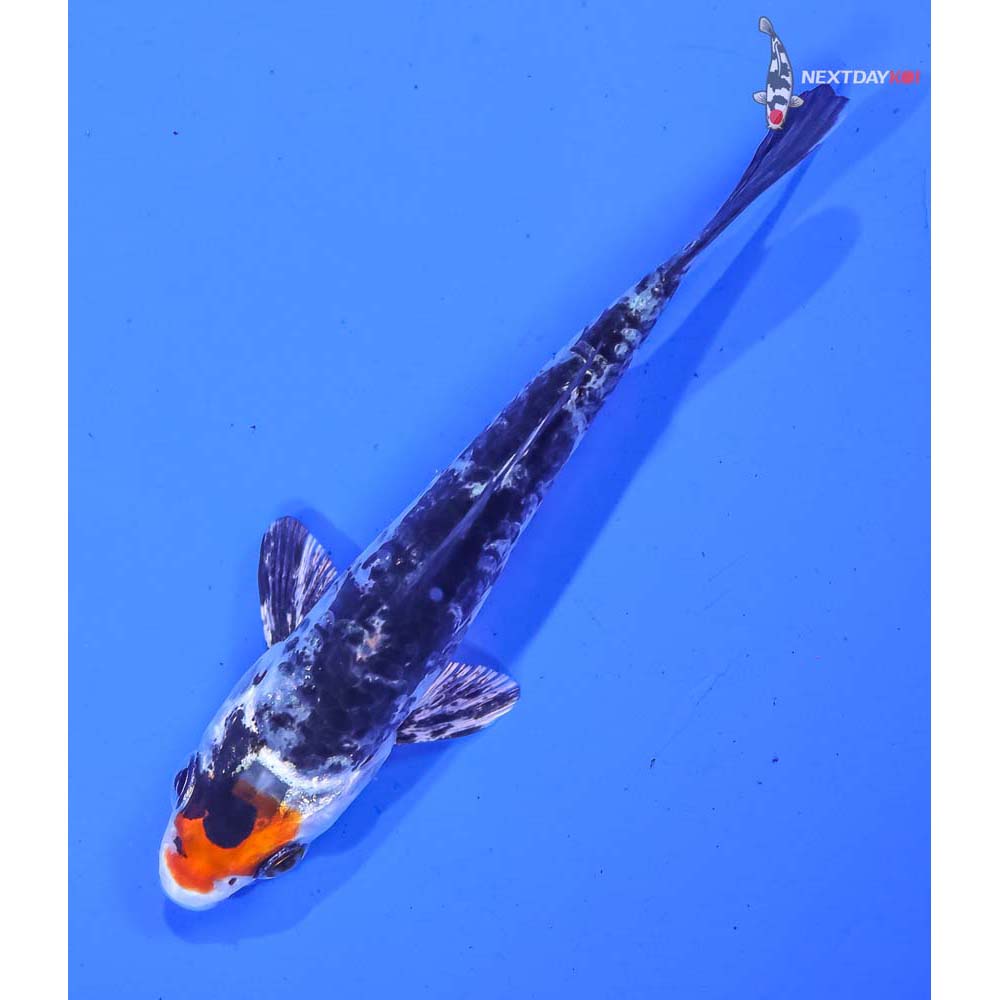 3.5” Imported Yamato Nishiki