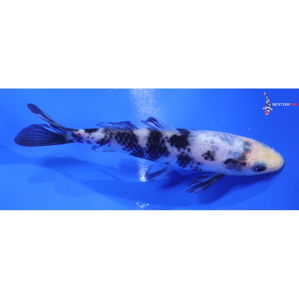 4” Imported Shiro Bekko