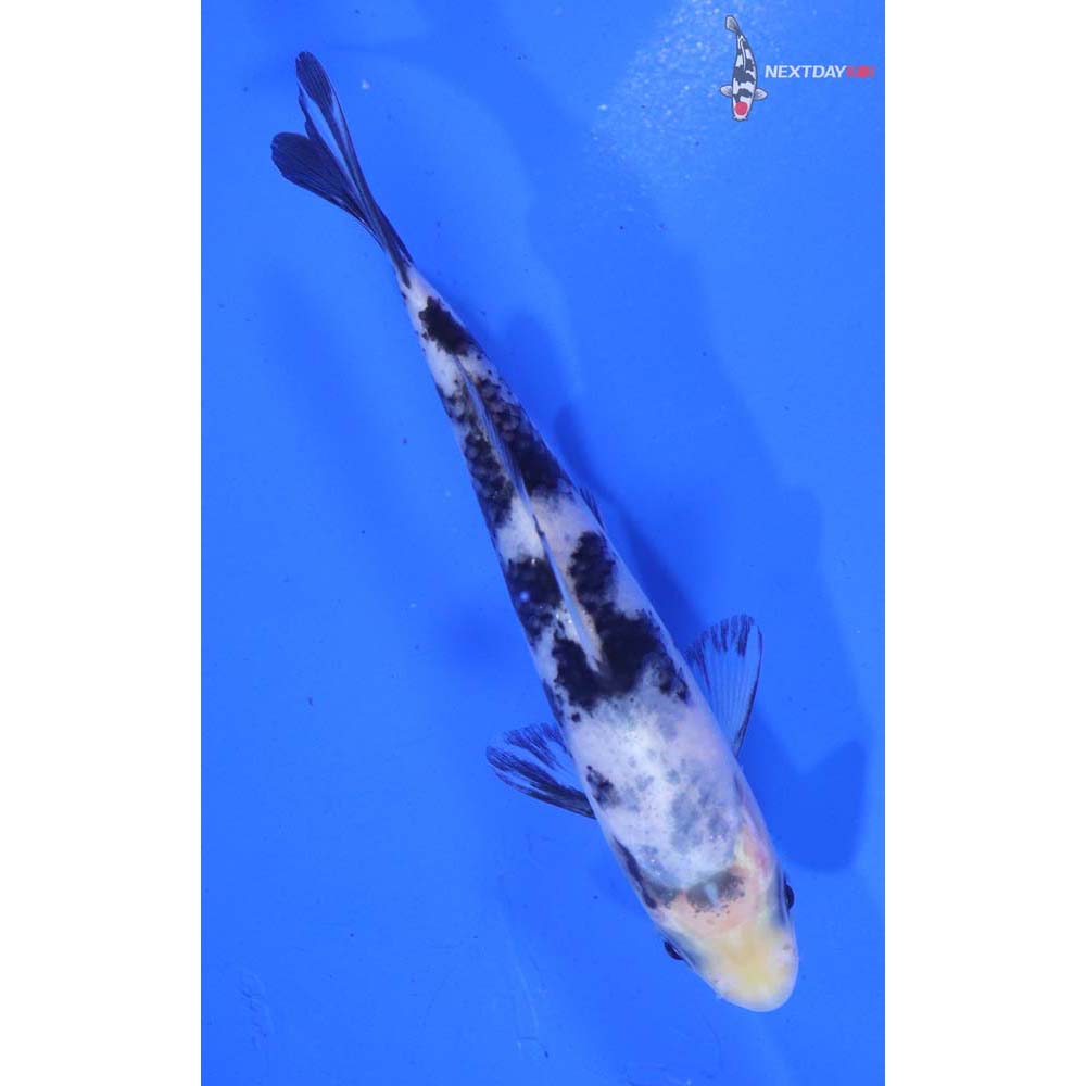 4” Imported Shiro Bekko