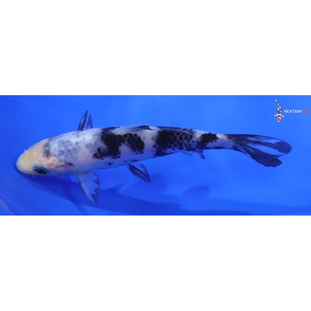 4” Imported Shiro Bekko