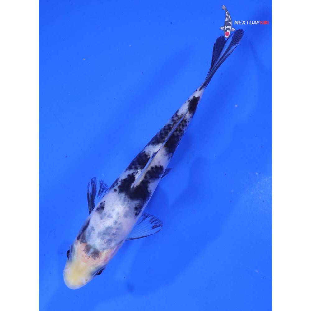 4” Imported Shiro Bekko