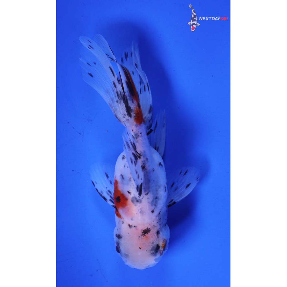 3” Imported Calico Oranda