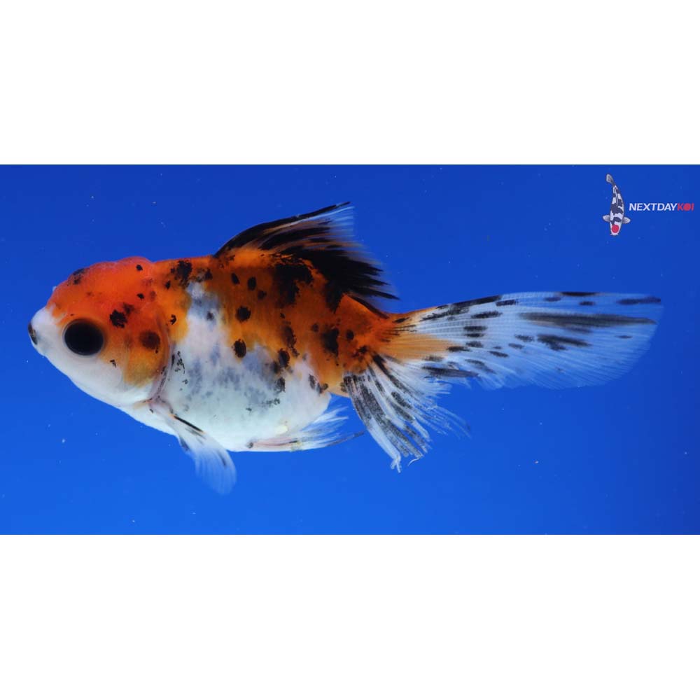 3.5” Imported Calico Oranda