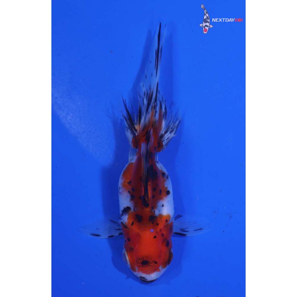 3.5” Imported Calico Oranda