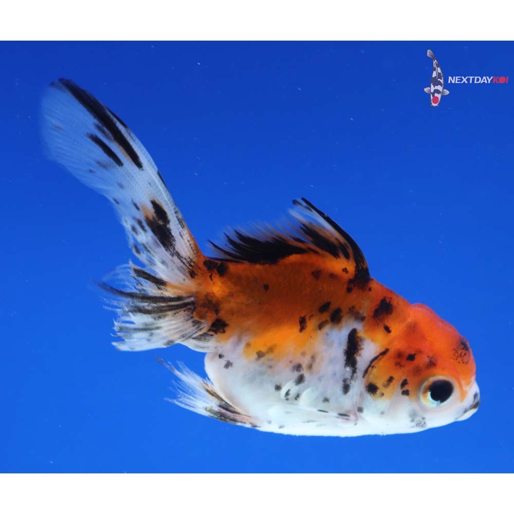 3.5” Imported Calico Oranda
