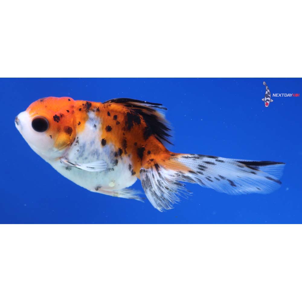 3.5” Imported Calico Oranda
