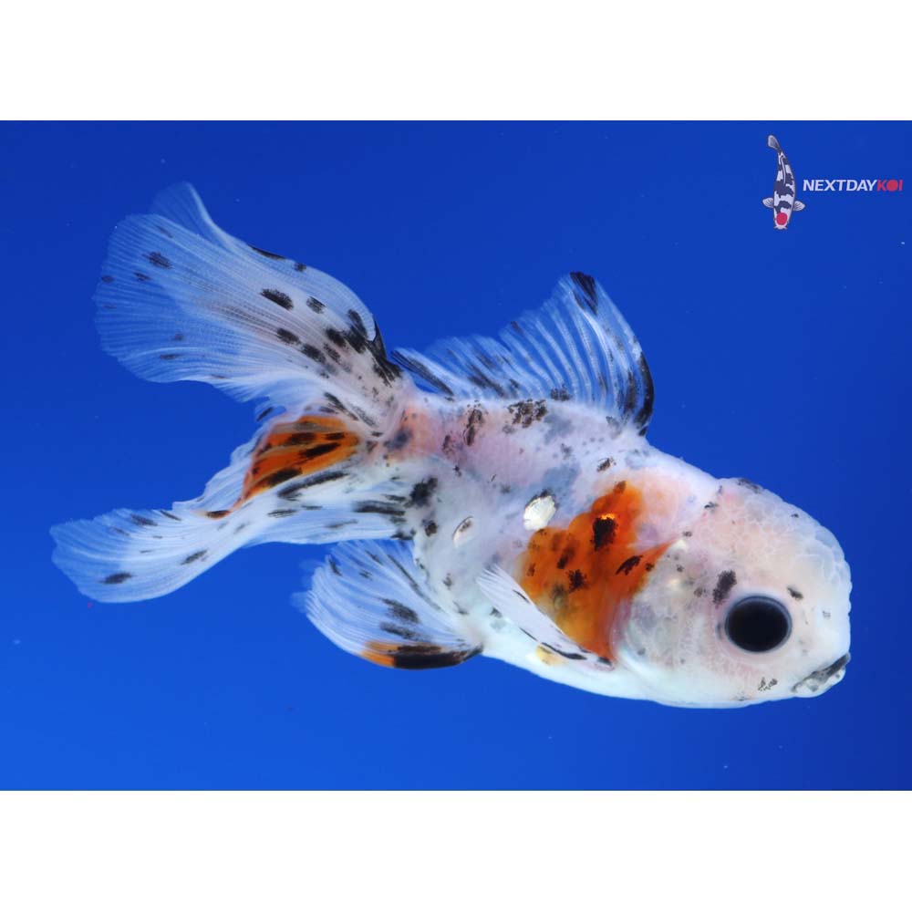 3” Imported Calico Oranda