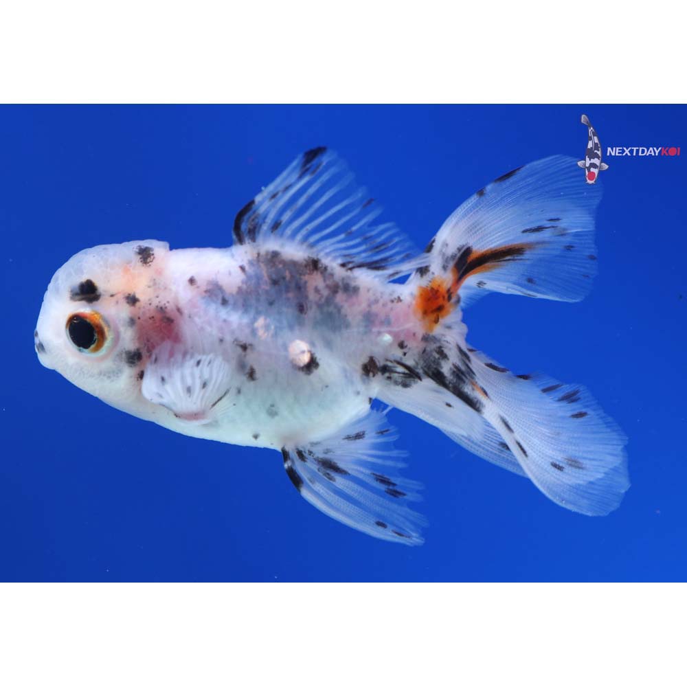 3” Imported Calico Oranda