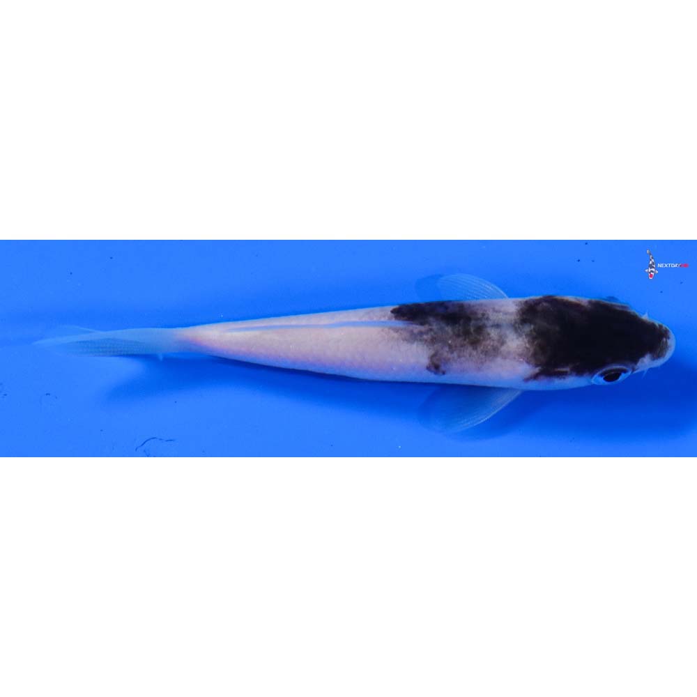 3.5” Imported Goromo