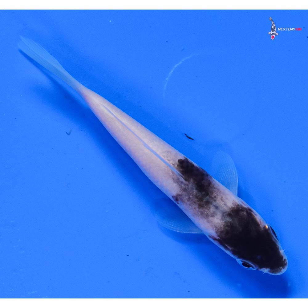 3.5” Imported Goromo