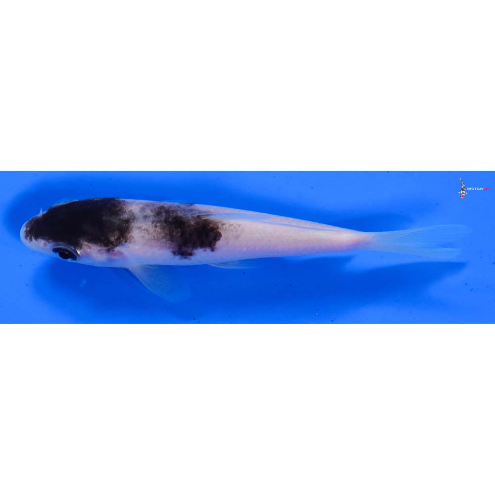 3.5” Imported Goromo