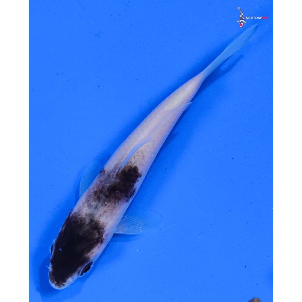 3.5” Imported Goromo