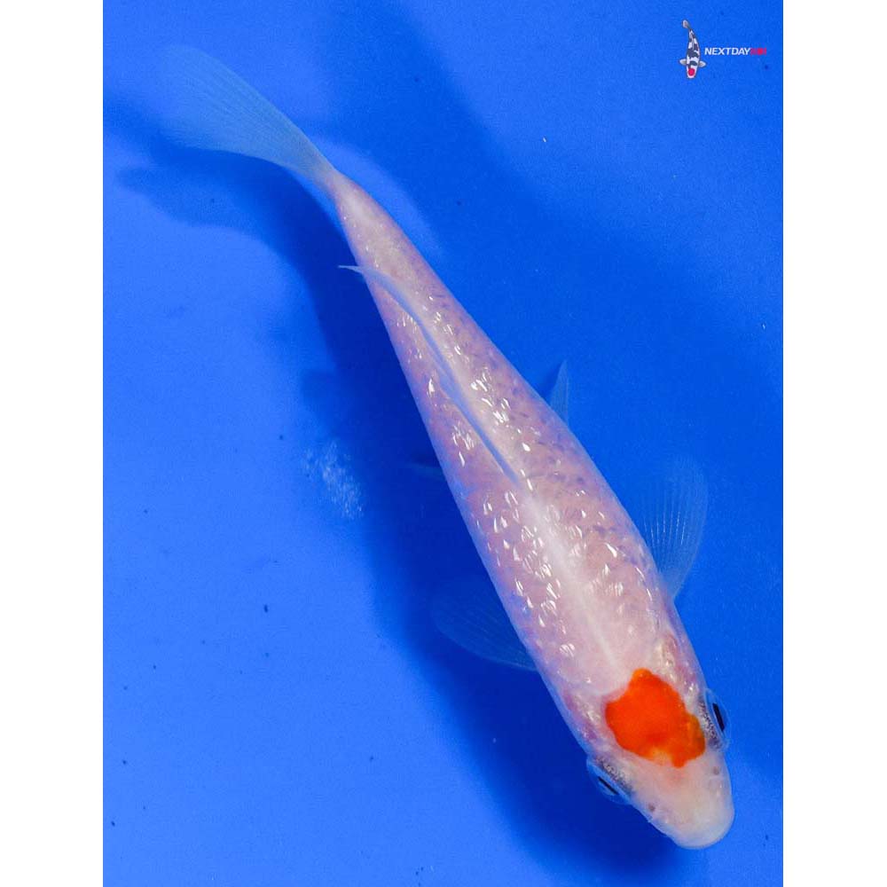3.5” Imported Gin Rin Kohaku
