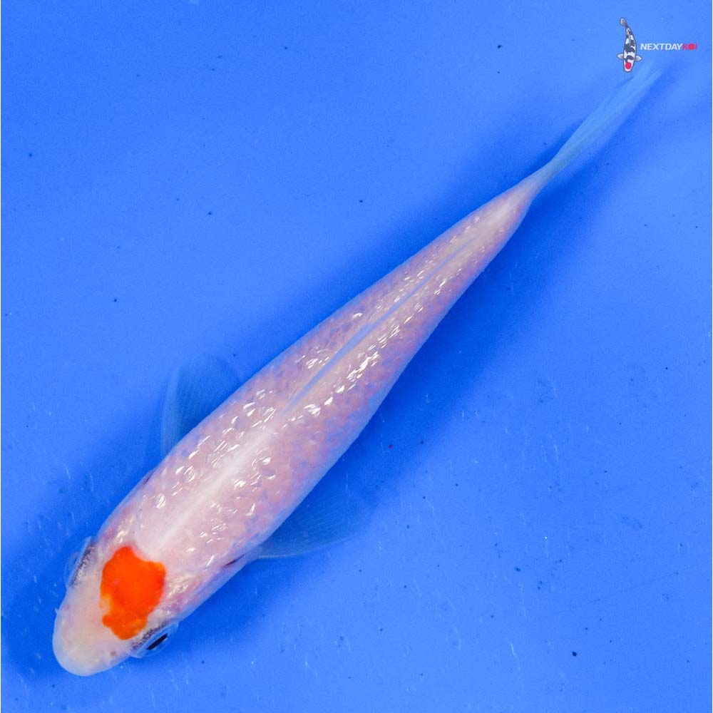 3.5” Imported Gin Rin Kohaku