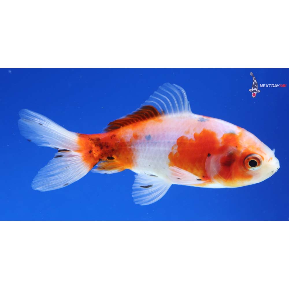 3.5” Imported Calico Wakin