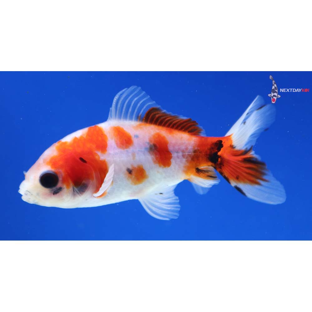 3.5” Imported Calico Wakin