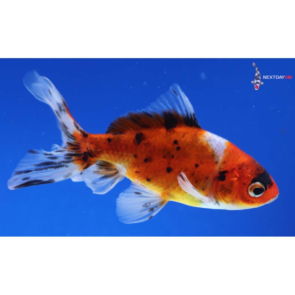 4” Imported Calico Wakin