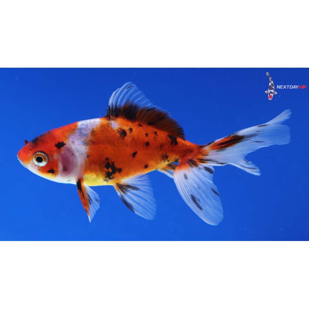 4” Imported Calico Wakin