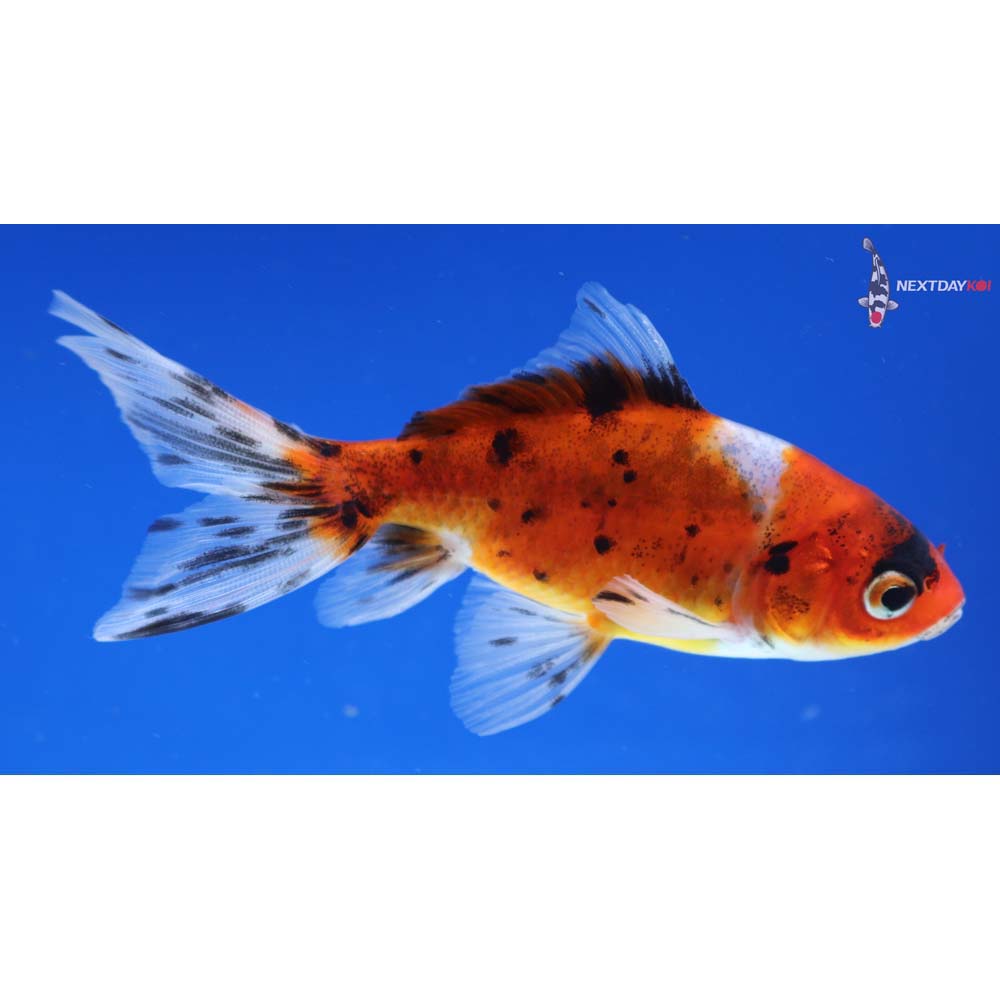 4” Imported Calico Wakin