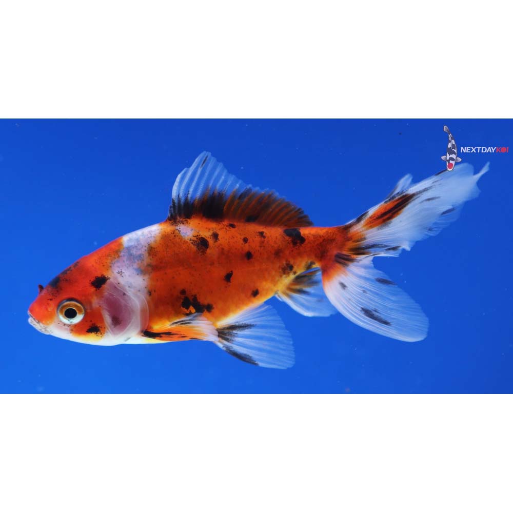 4” Imported Calico Wakin