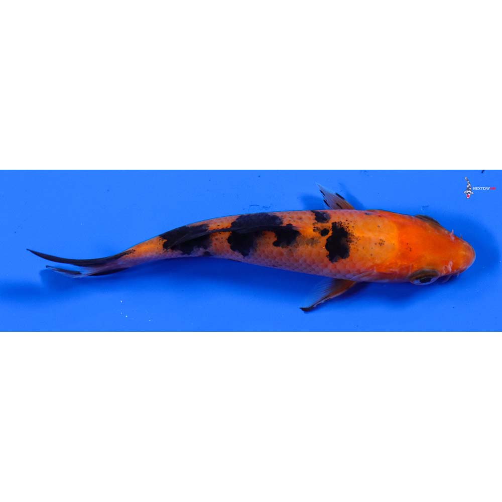 4” Imported Aka Bekko