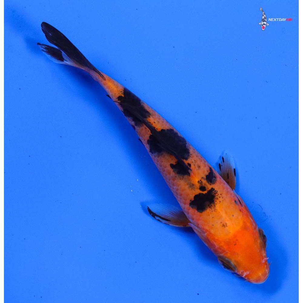 4” Imported Aka Bekko