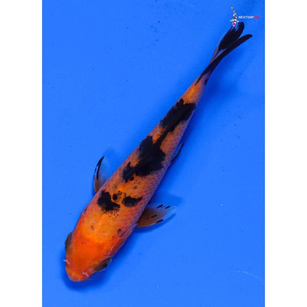 4” Imported Aka Bekko