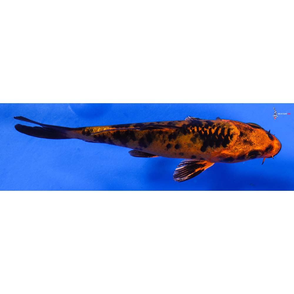 4” Imported Kin Aka Bekko