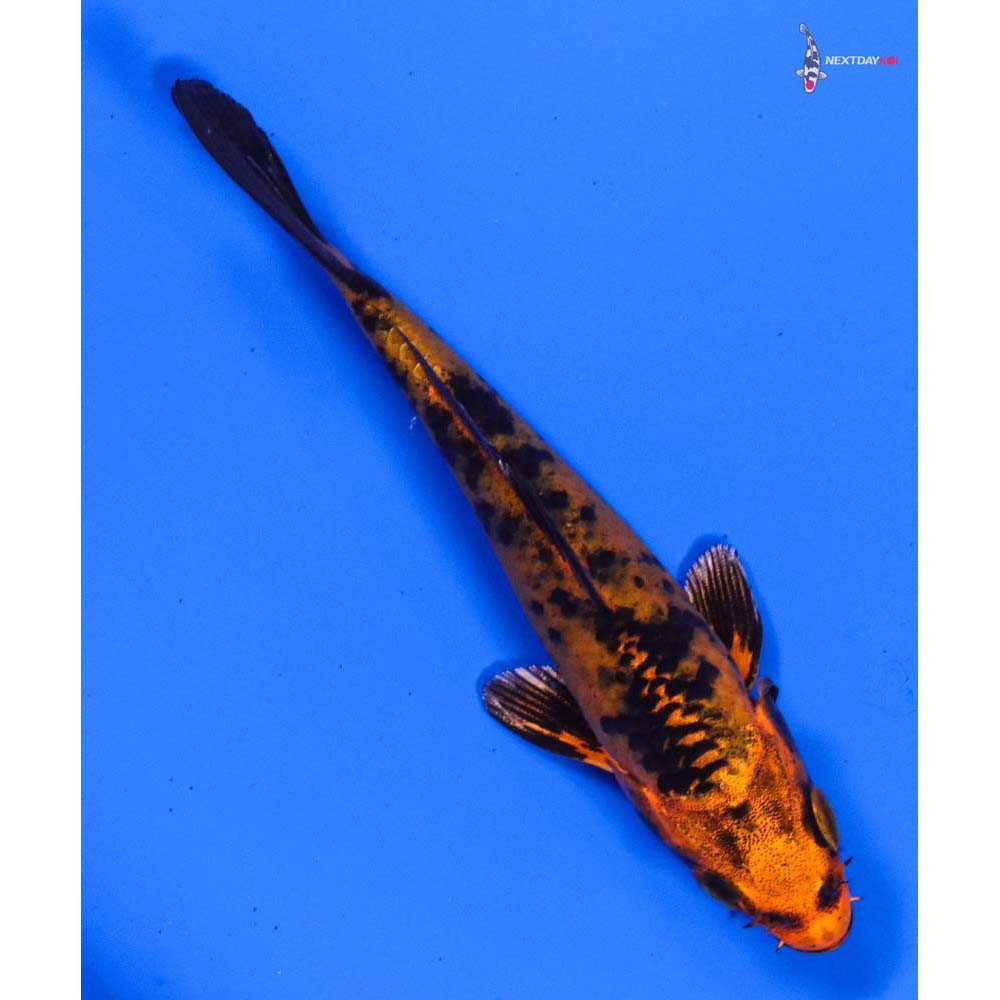 4” Imported Kin Aka Bekko