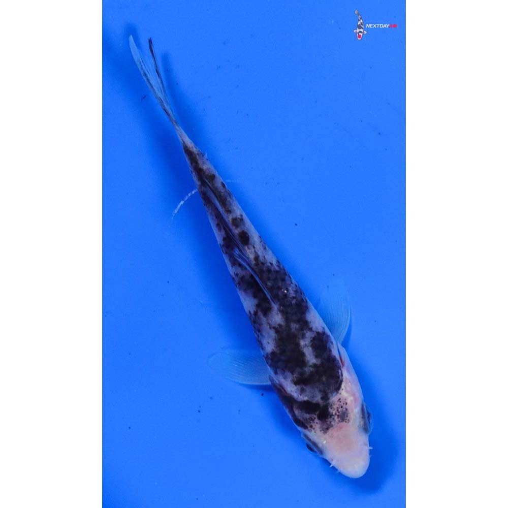 4” Imported Shiro Utsuri