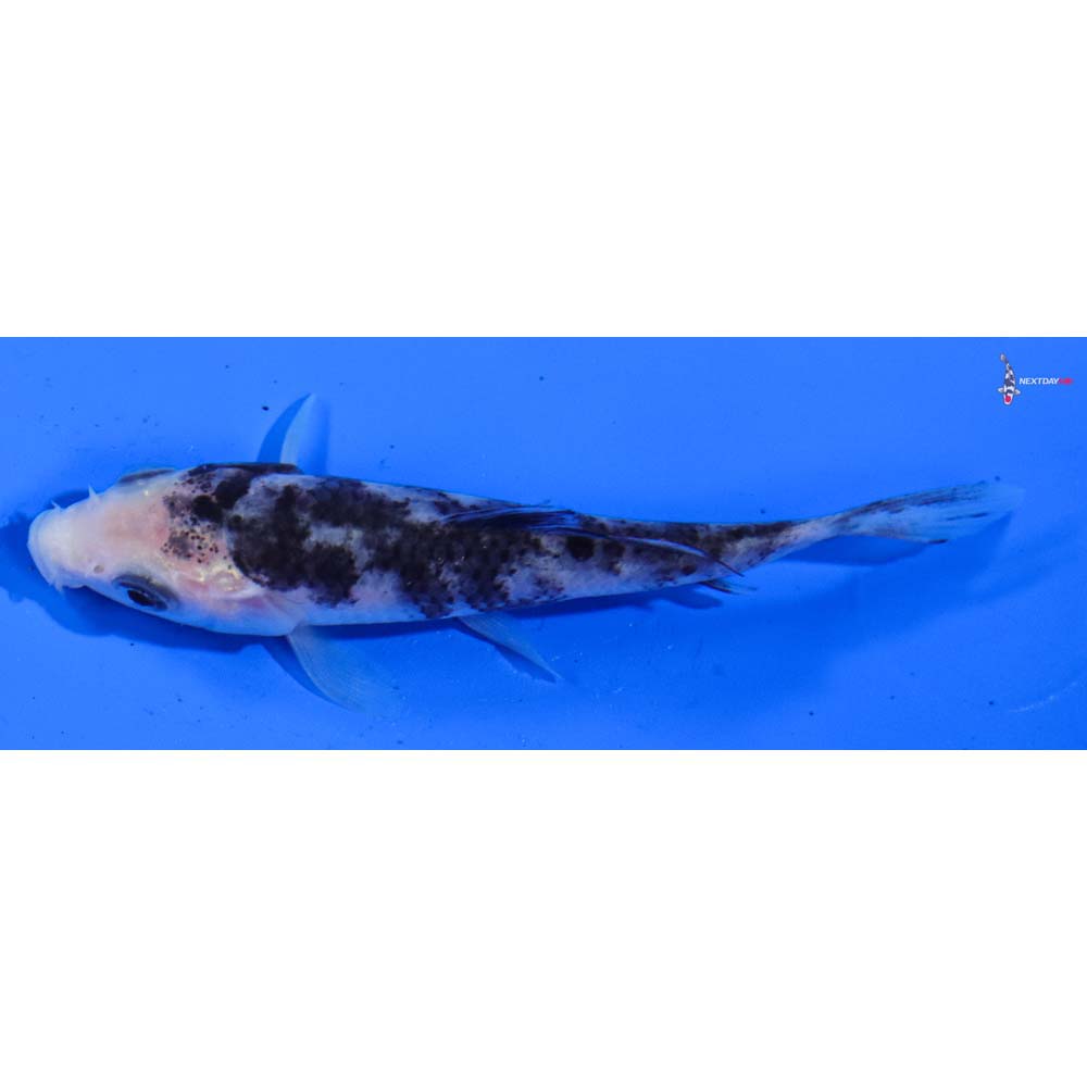 4” Imported Shiro Utsuri