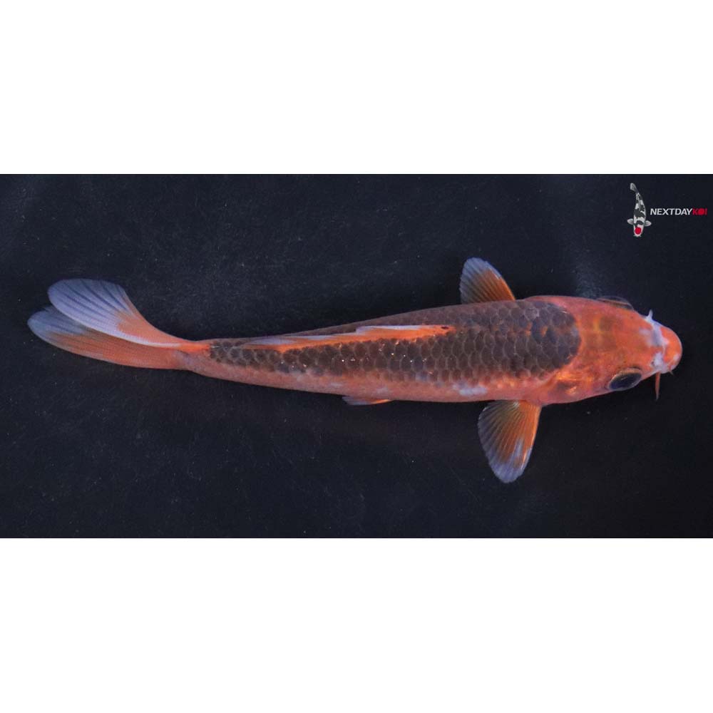 5” Imported Hi Asagi Koi