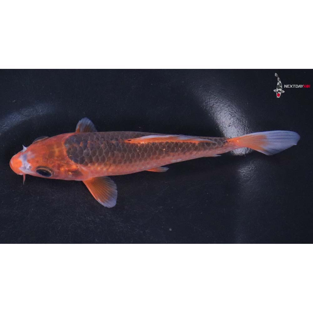 5” Imported Hi Asagi Koi