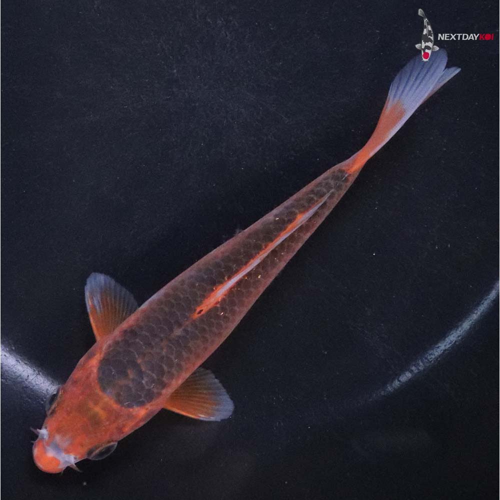5” Imported Hi Asagi Koi