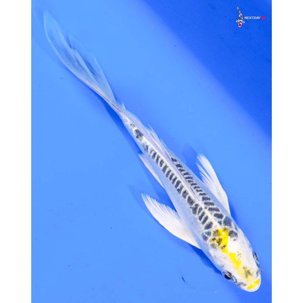 5” Imported Doitsu Kujaku Butterfly Koi