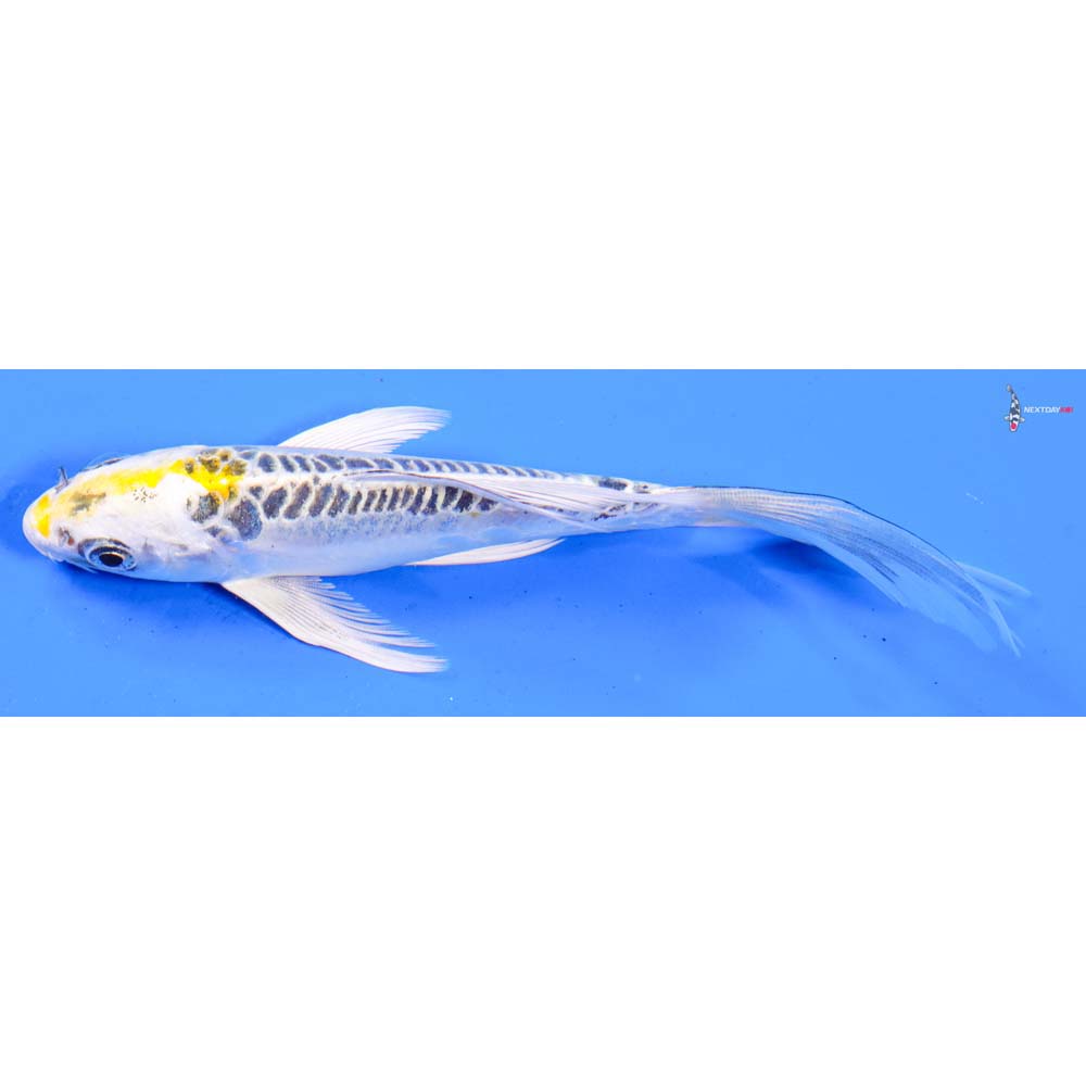 5” Imported Doitsu Kujaku Butterfly Koi