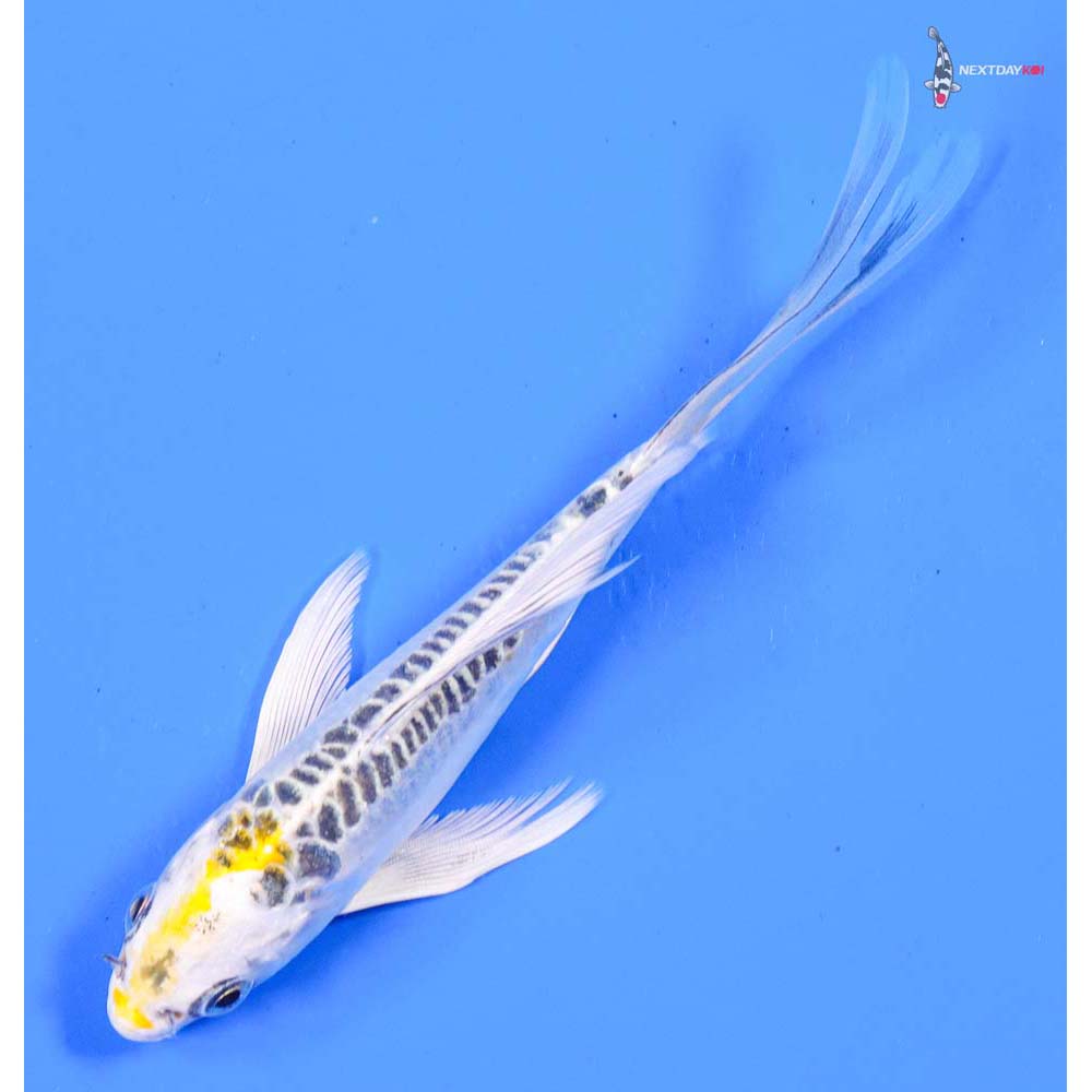 5” Imported Doitsu Kujaku Butterfly Koi