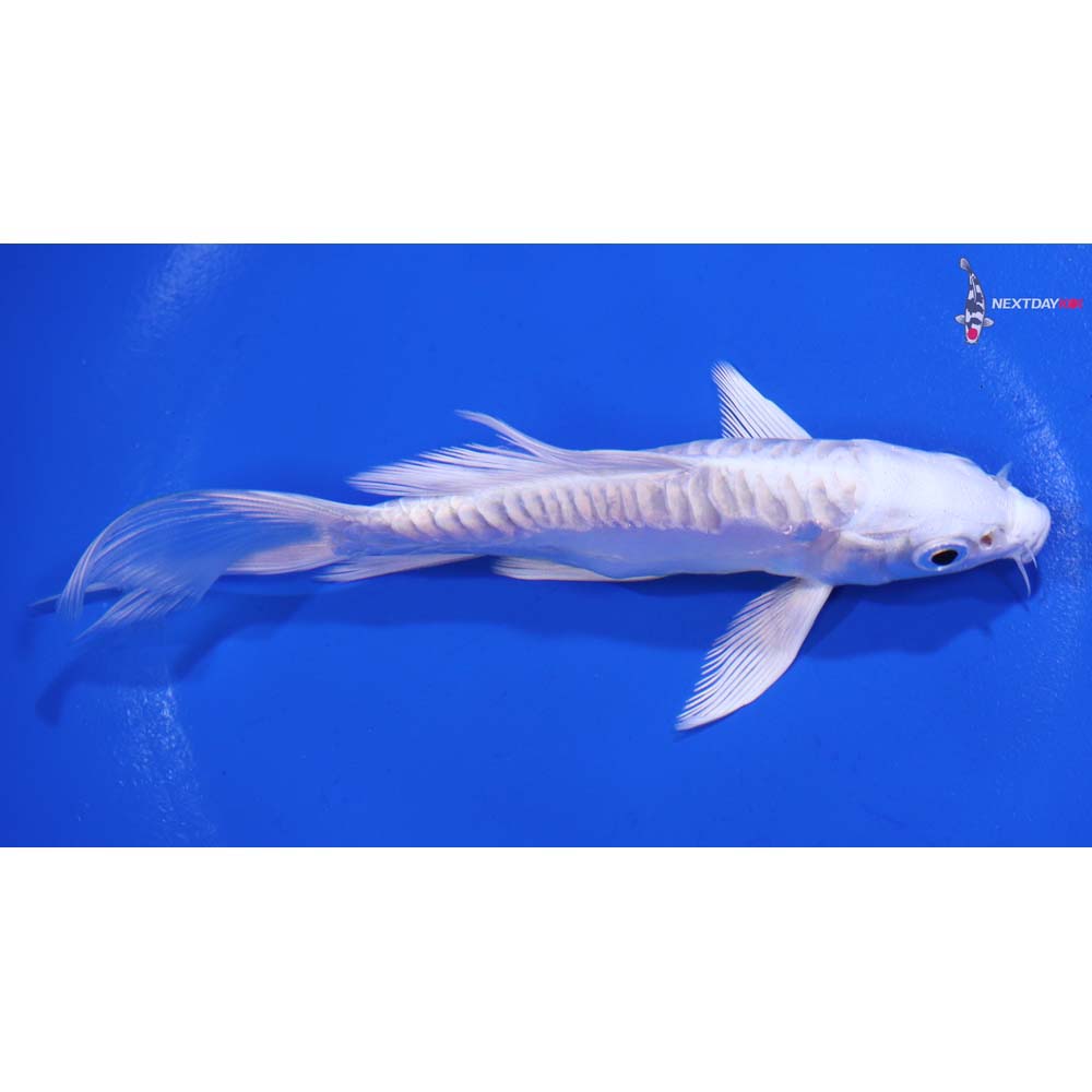 4.5” Imported Doitsu Platinum Ogon Butterfly Koi