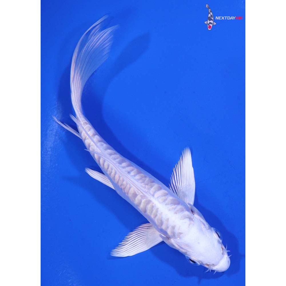 4.5” Imported Doitsu Platinum Ogon Butterfly Koi