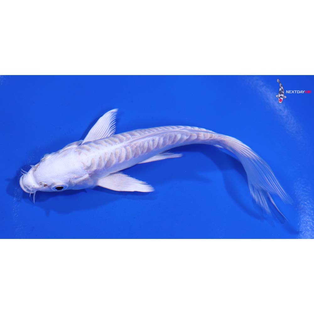 4.5” Imported Doitsu Platinum Ogon Butterfly Koi