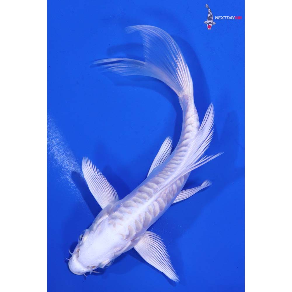 4.5” Imported Doitsu Platinum Ogon Butterfly Koi