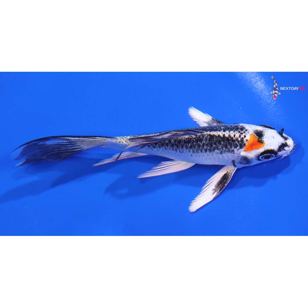 4.5” Imported Kujaku Butterfly Koi