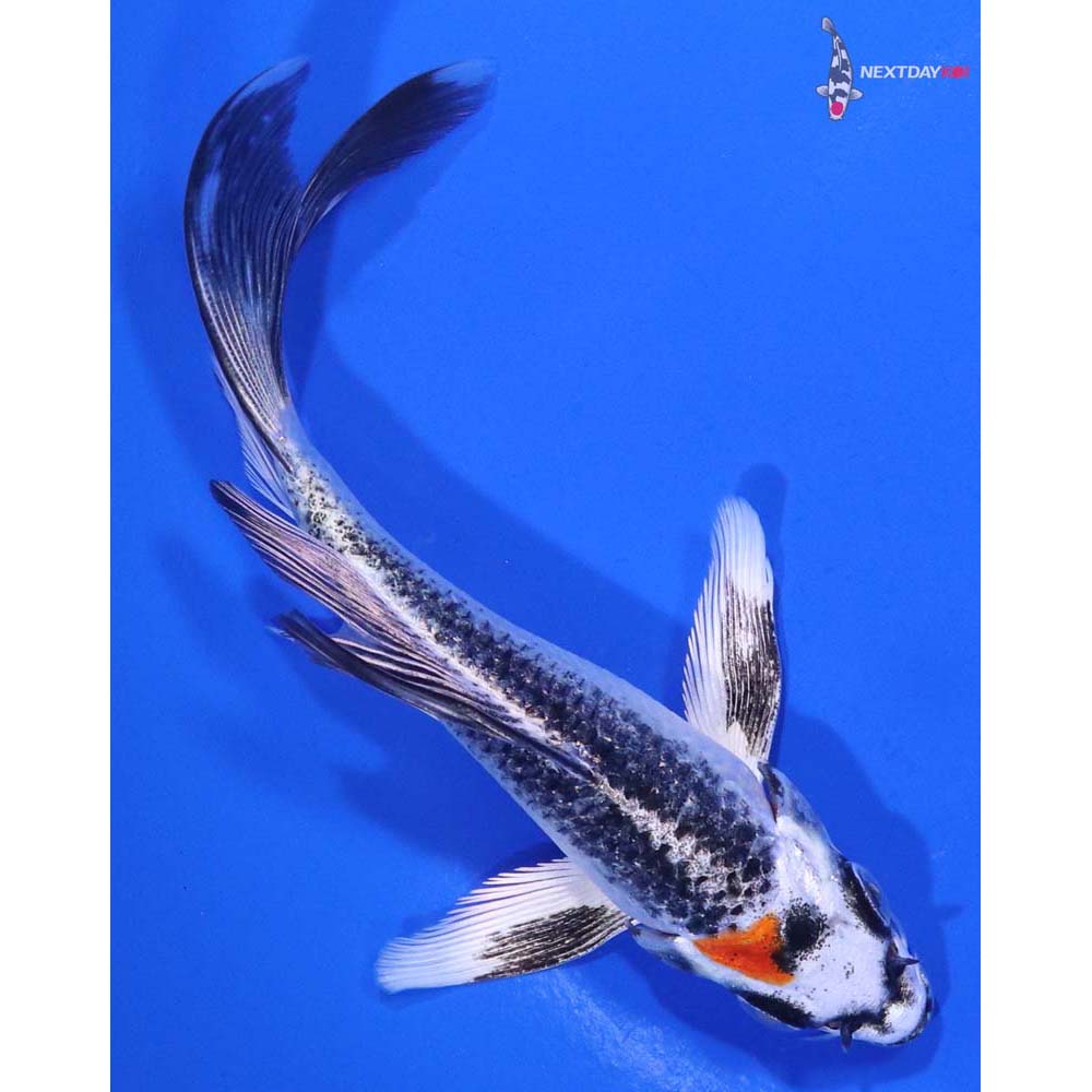 4.5” Imported Kujaku Butterfly Koi