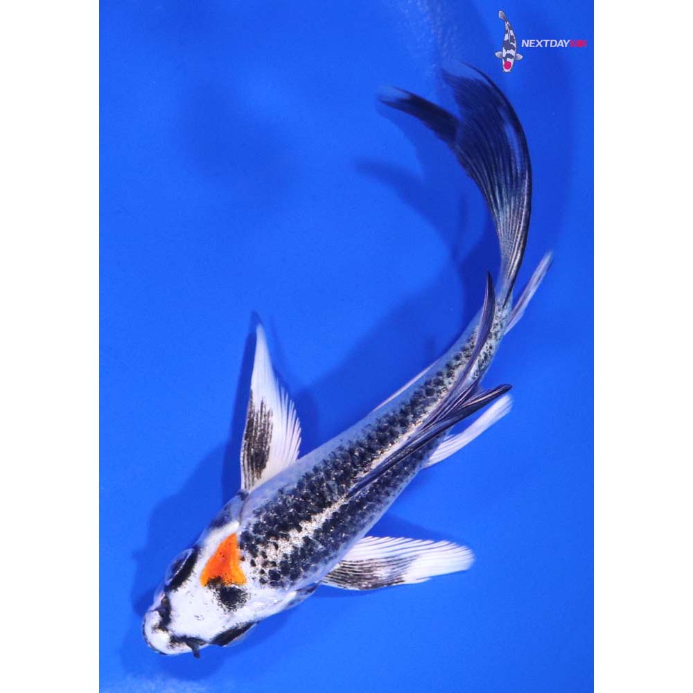 4.5” Imported Kujaku Butterfly Koi